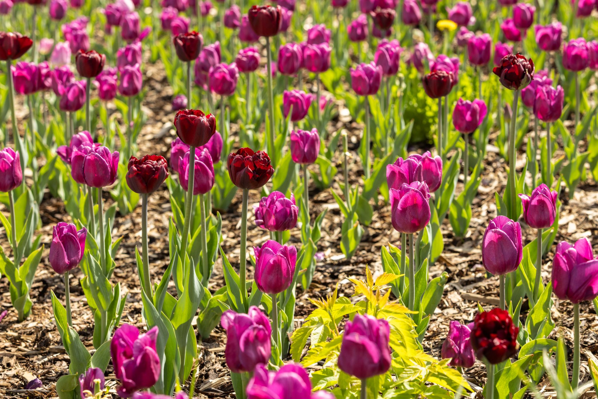 Close up of tulips